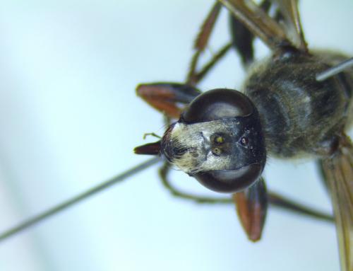 Sphex funerarius